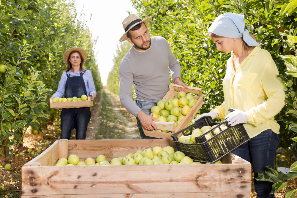 Workers putting harvested apples in crate
