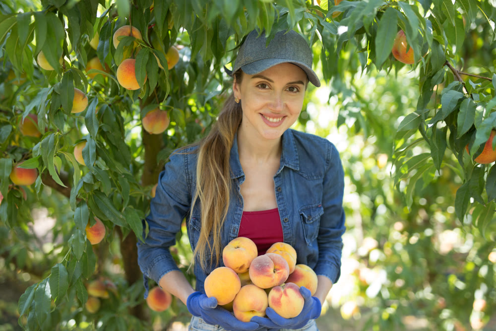Portrait of happy female owner orchard with peaches in hands