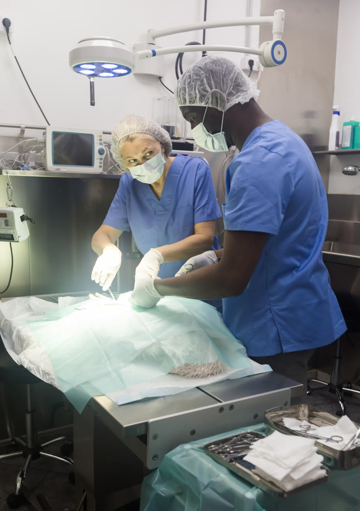 Two surgeons operating a dog in a veterinary hospital