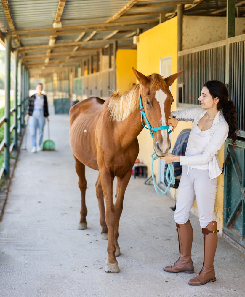 Armenian female worker takes horse out of stall, holds animal by bridle and leads pet for walk