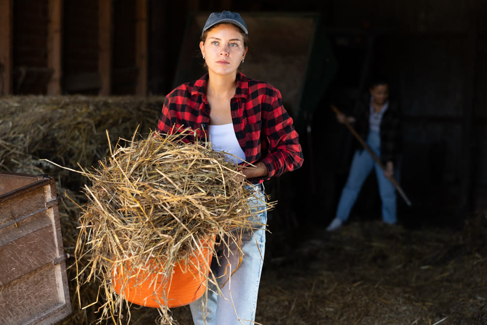 European young female worker walks go through corridor of stable, carrying basket with straw