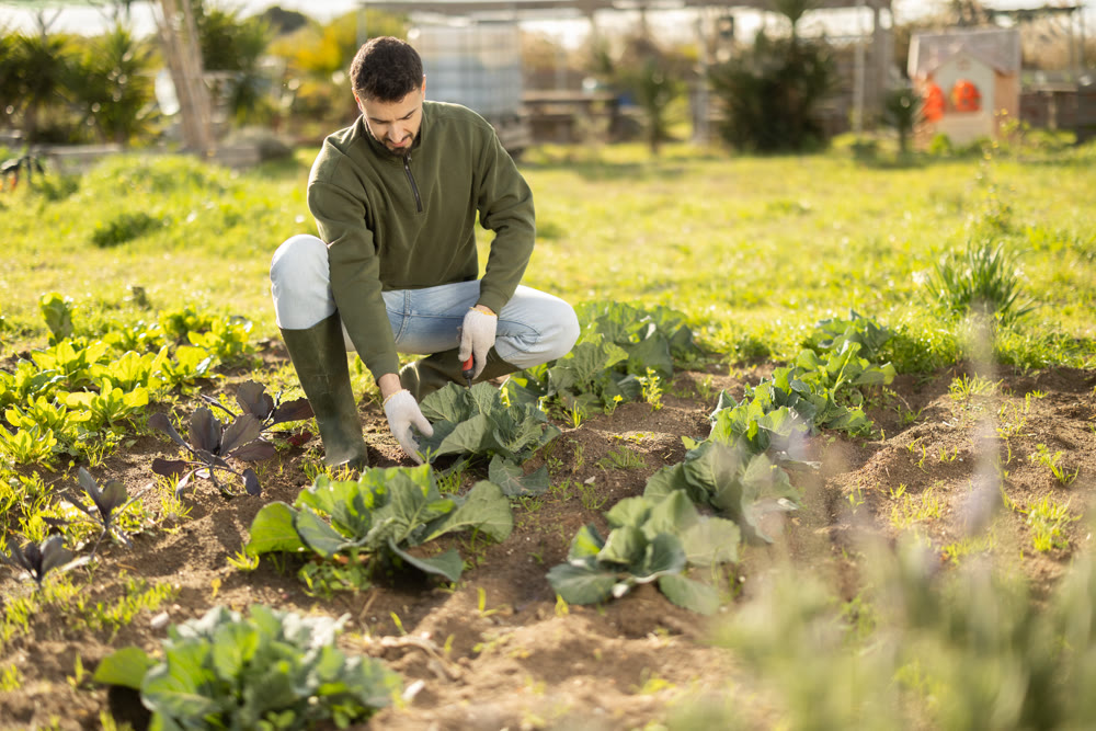 Man tend to cabbage in beds in garden