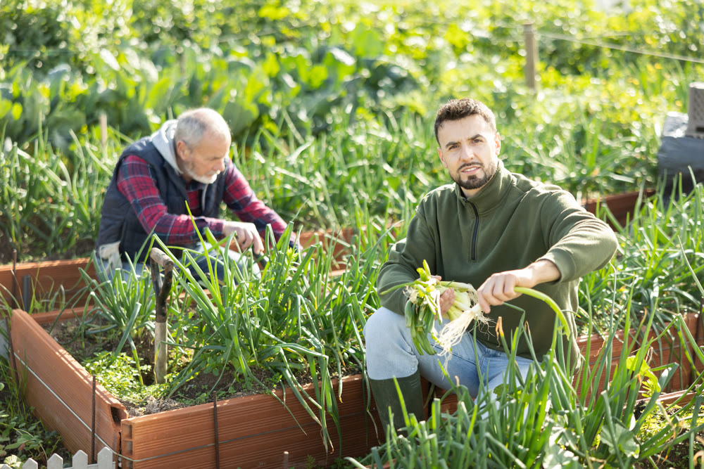 Man works on plantation garden bed, cuts green onion shoots