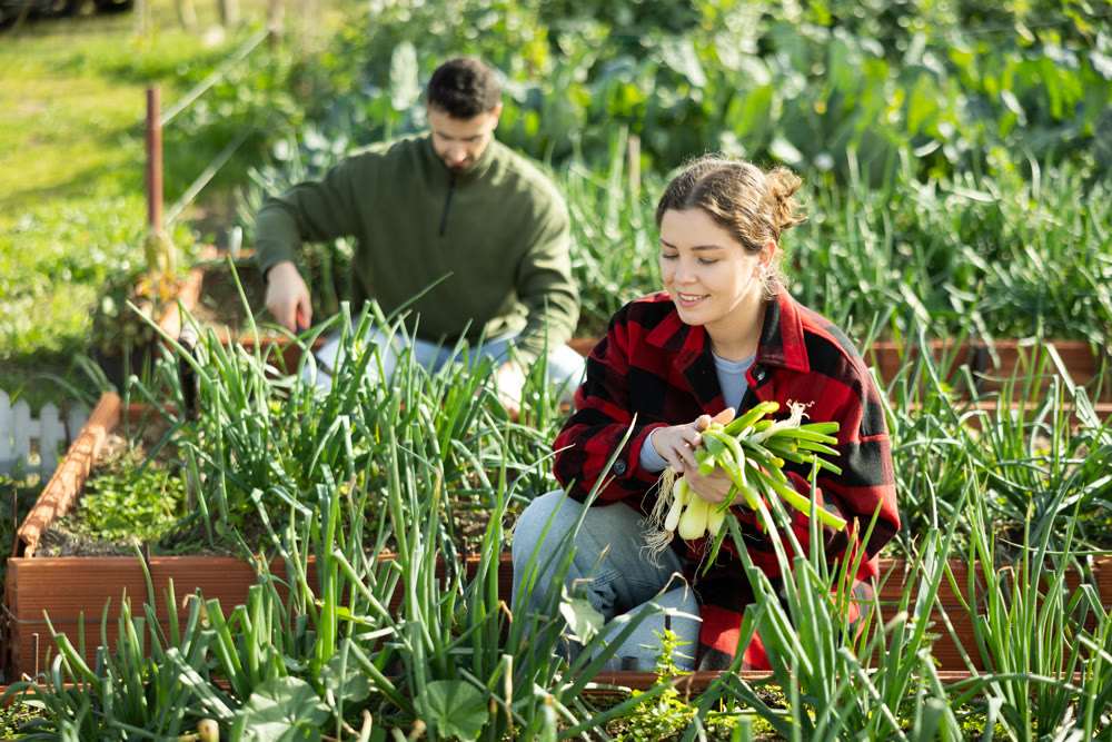 Girl horticulturist picking harvest of green onion in garden