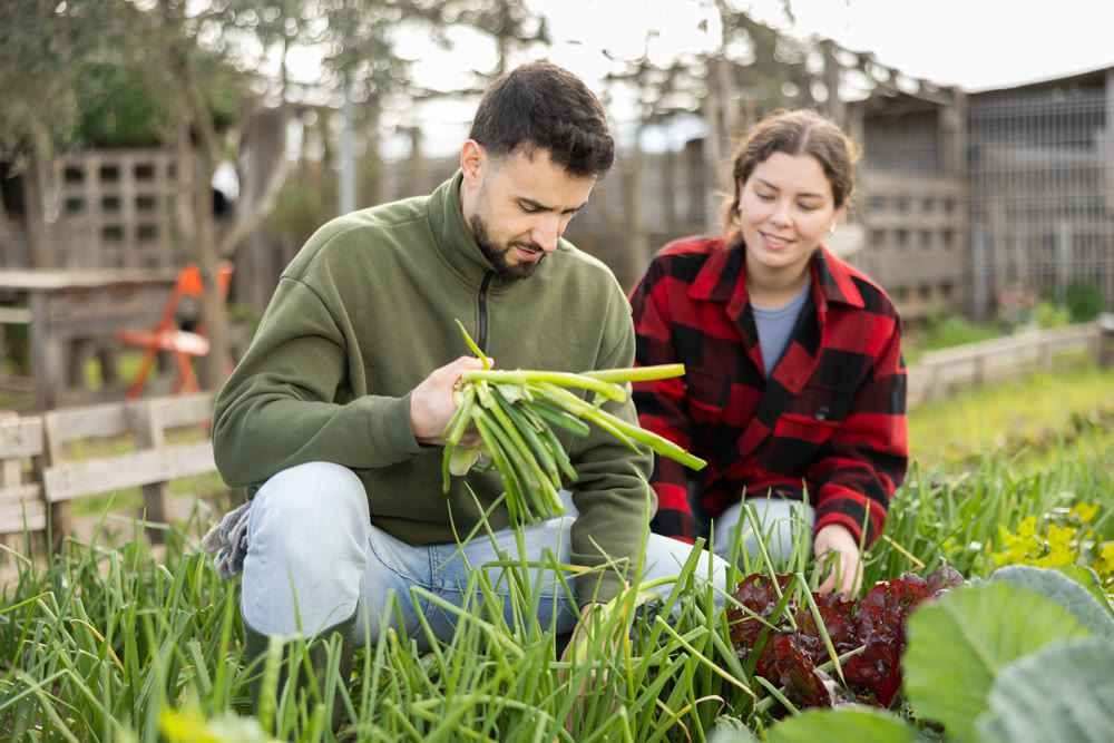 Young couple harvesting green onions in garden