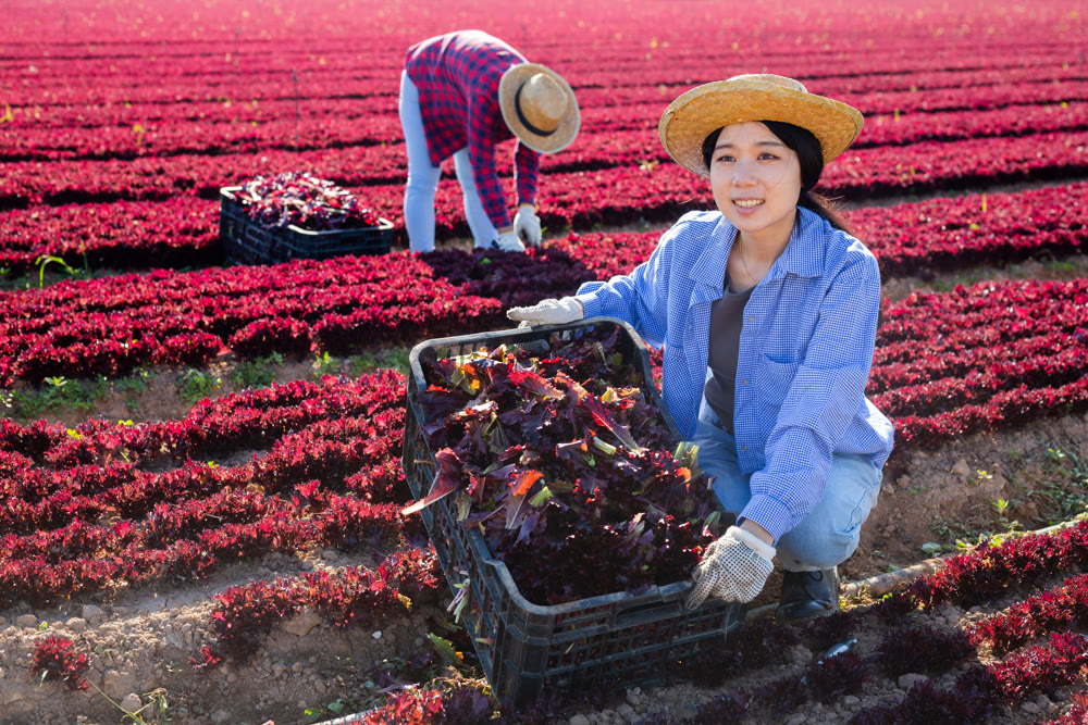 Positive asian girl farmer gathering fresh lettuce