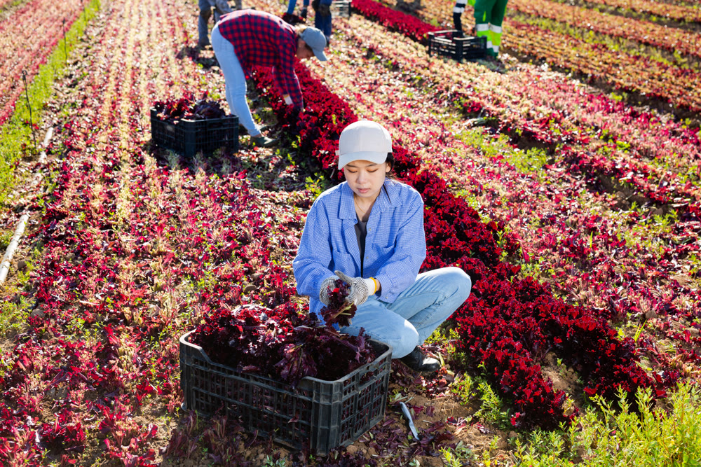 Female farm worker gathering harvest of organic red lettuce