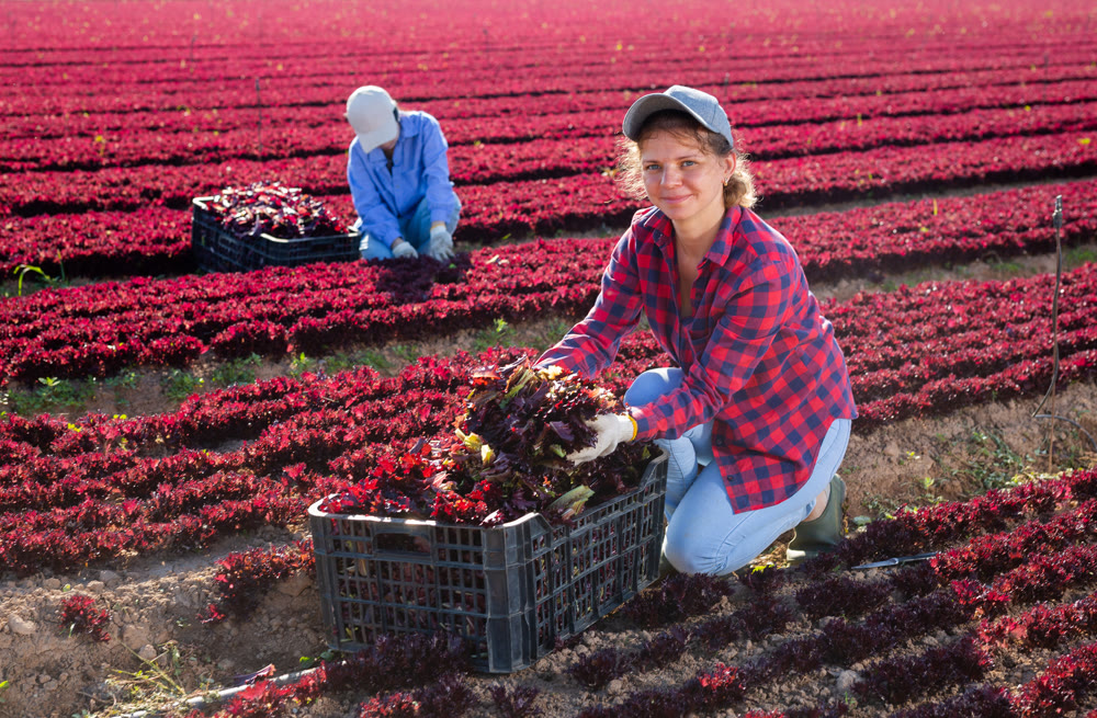 Happy young female farmer gathering crop of red lettuce