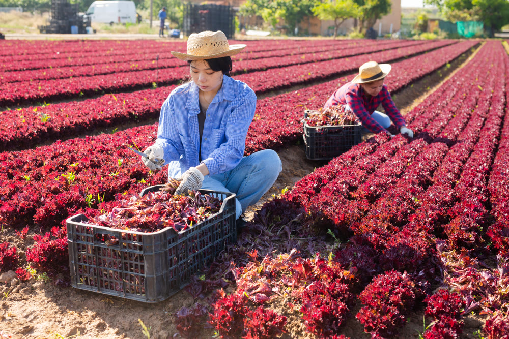 Hired worker asian woman, harvesting fresh red lettuce using knife on field