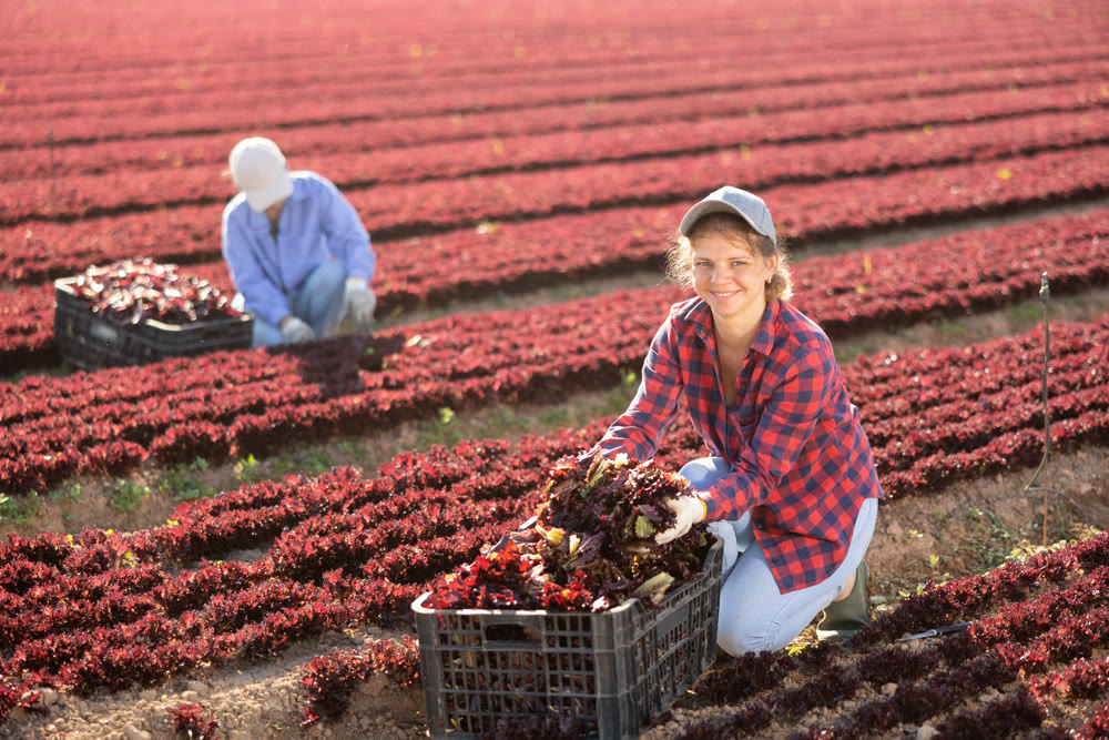 Positive woman farmer gathering fresh red lettuce