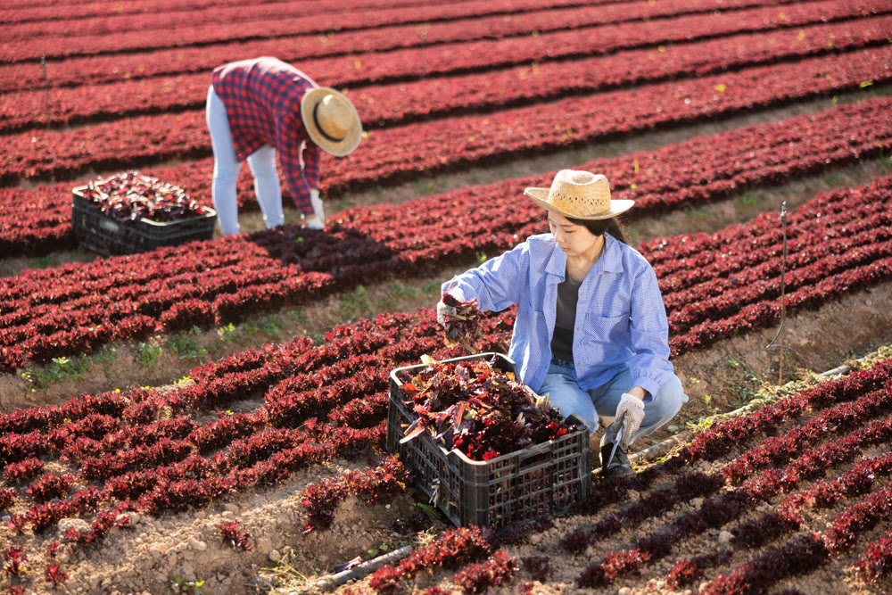 Female farm worker gathering harvest of organic red lettuce