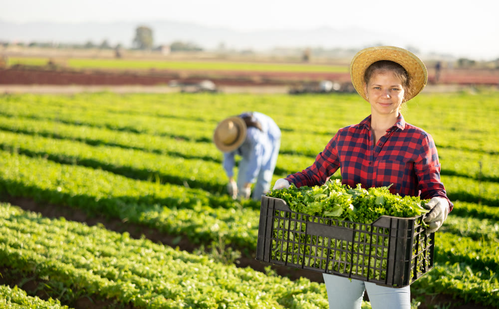 Happy young female farmer posing on plantation with harvested green lettuce