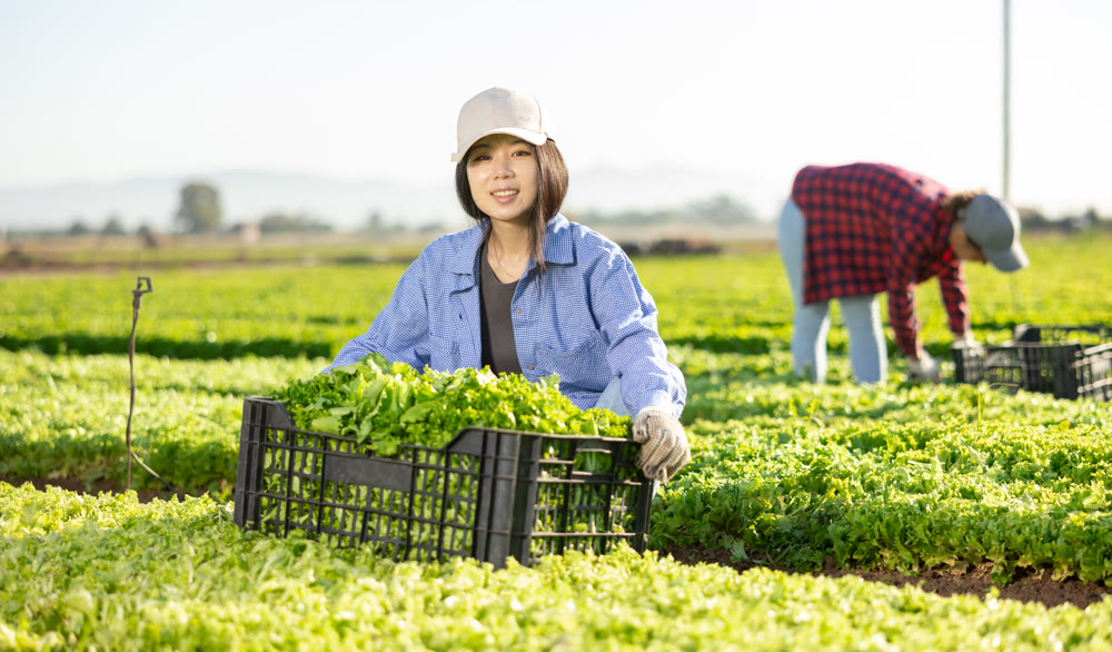 Satisfied woman posing with box of harvested fresh green lettuce in farmers field
