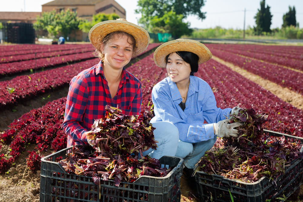 Portrait of two female farmers with boxes of ripe red lettuce in their hands
