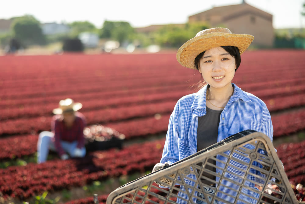 Young smiling asian girl farmer standing on field during red lettuce harvest