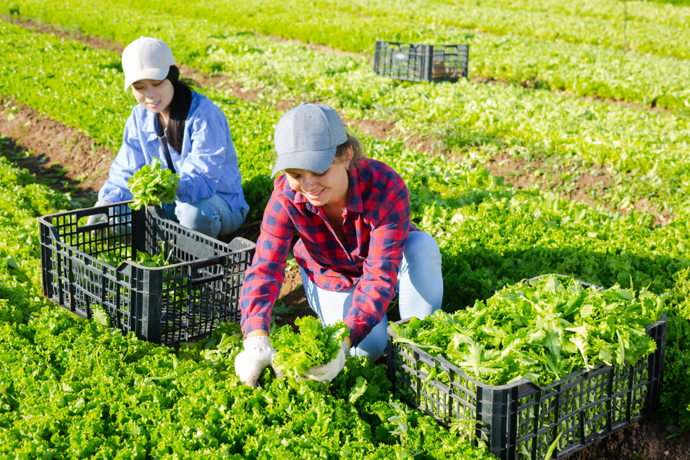 Team of workers harvests ripe green lettuce on plantation