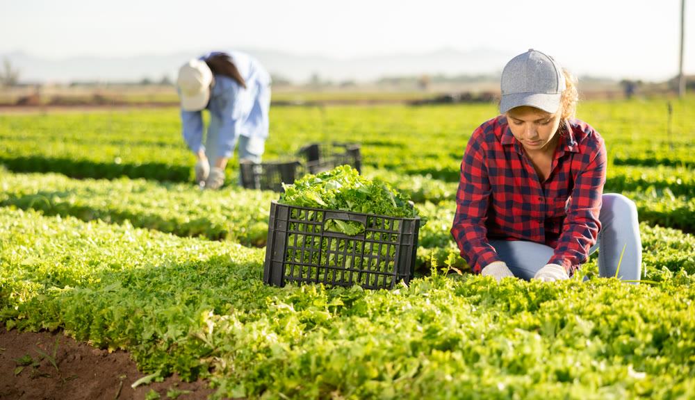 Positive woman farmer gathering harvest of organic green lettuce on field