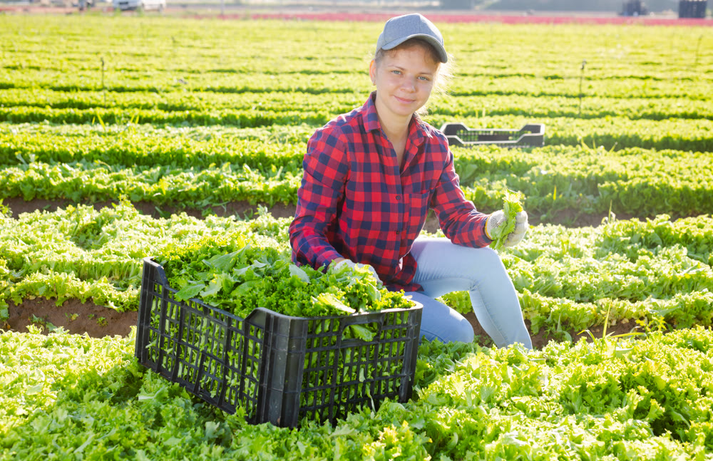 Smiling woman gardener harvesting lettuce on field