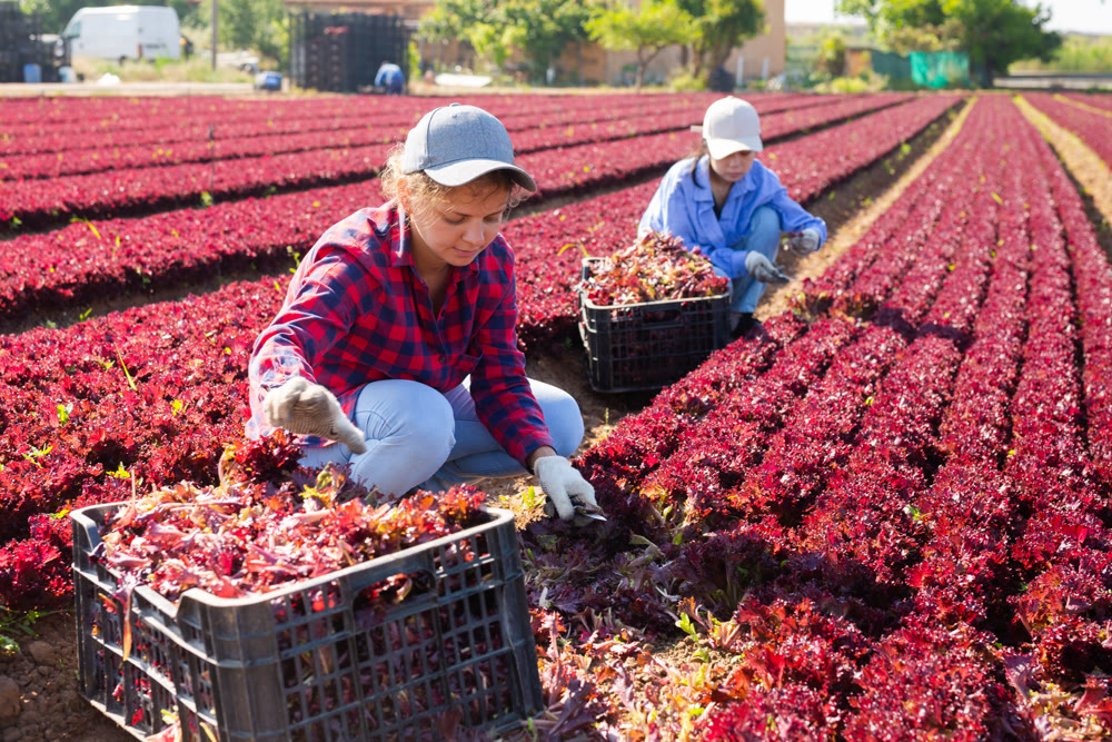 Skilled woman engaged in farming picking fresh red lettuce on farm at day