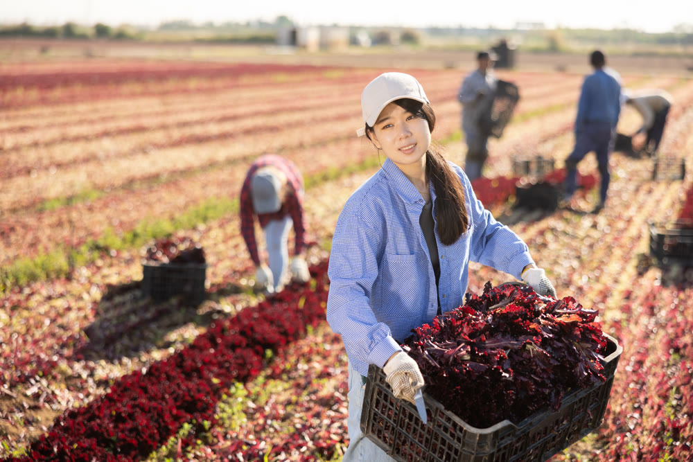 Happy young asian female farmer holding box of harvested red lettuce on field