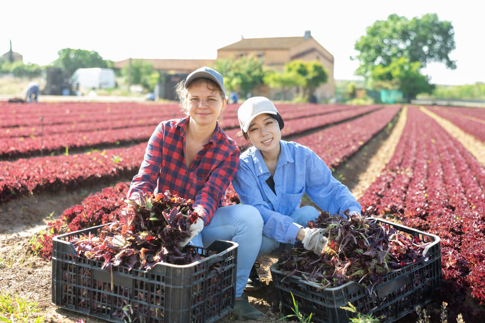 Portrait of two female farmers with boxes of ripe red lettuce in their hands