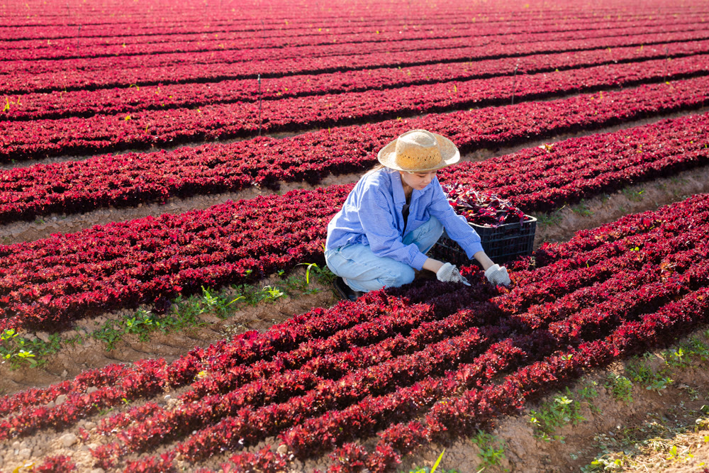 Asian girl farmer gathering fresh lettuce