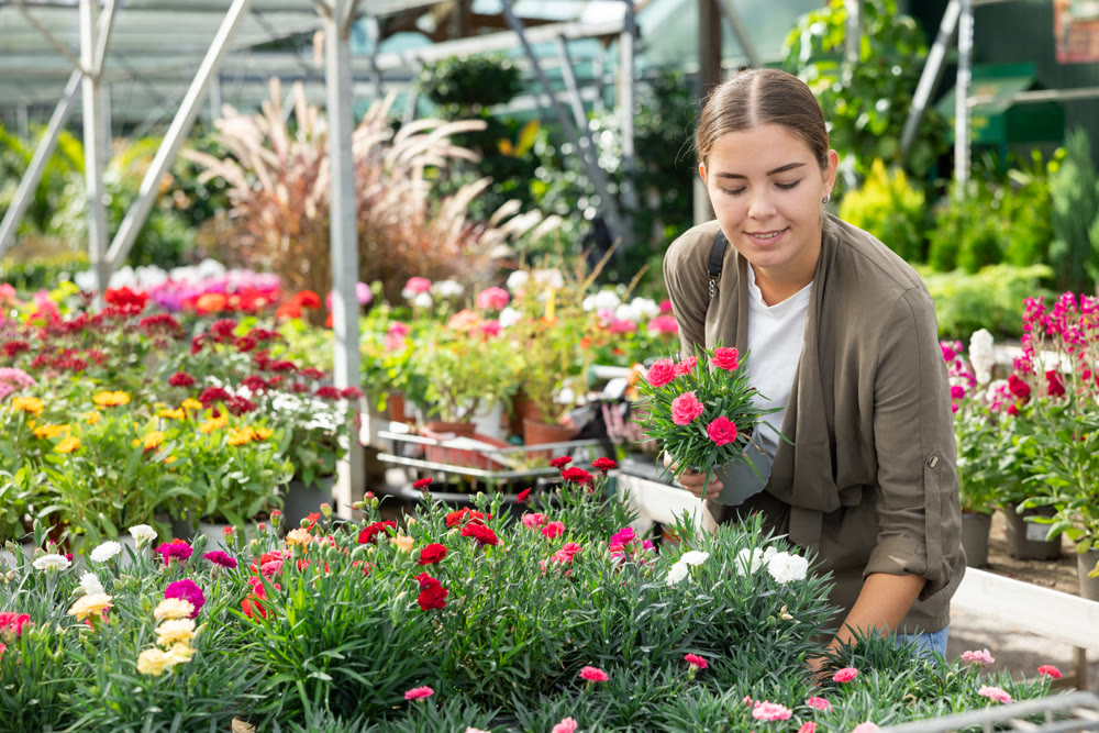In flower shop, girl wants to buy pale pink garden dianthus to decorate flower bed