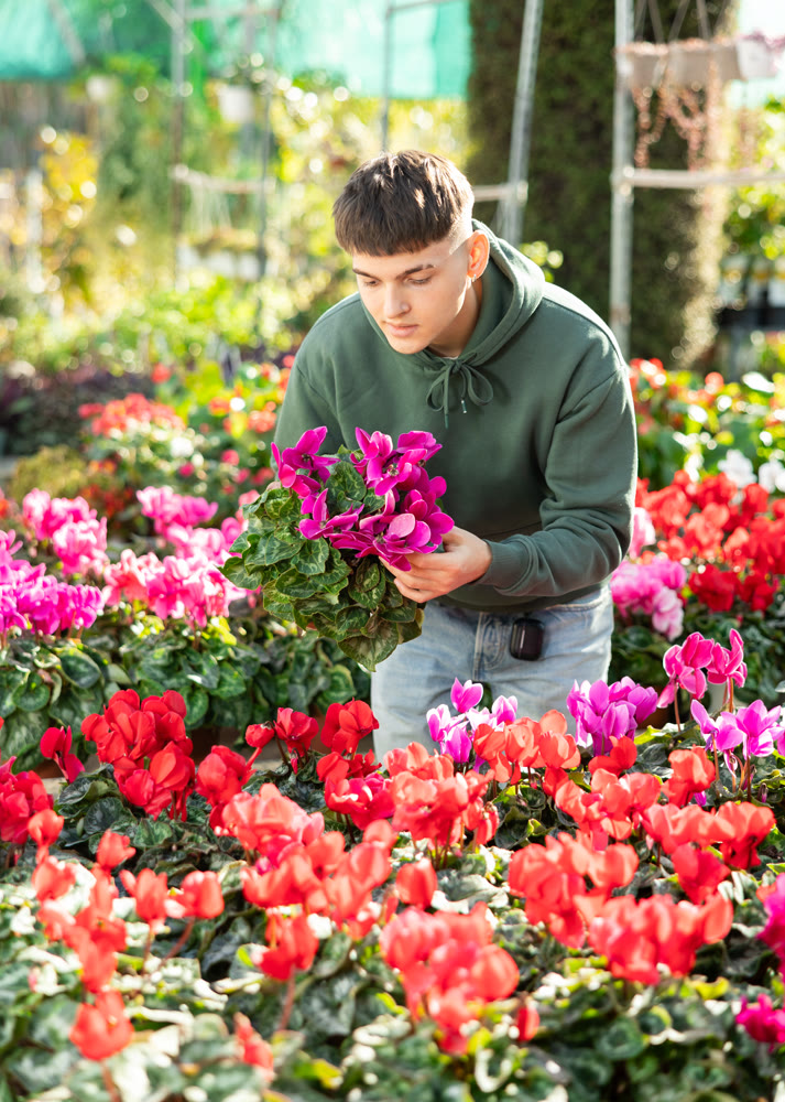 Guy customer-onlooker curiously examines showcase exhibition with indoor plant cyclamen