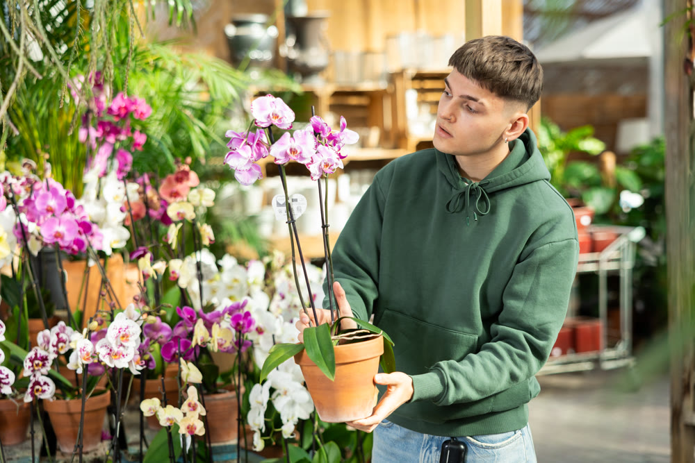 Guy customer-onlooker curiously examines showcase exhibition with indoor plant orchid