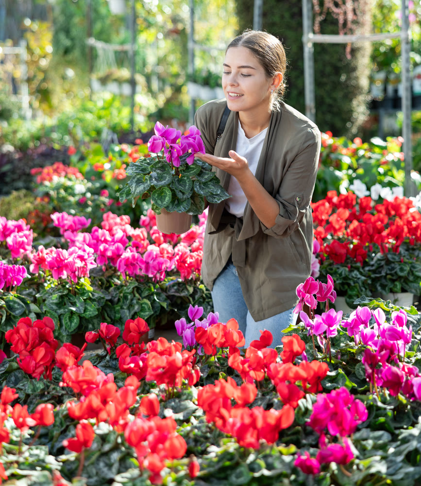 Girl customer-onlooker curiously examines showcase exhibition with indoor plant cyclamen
