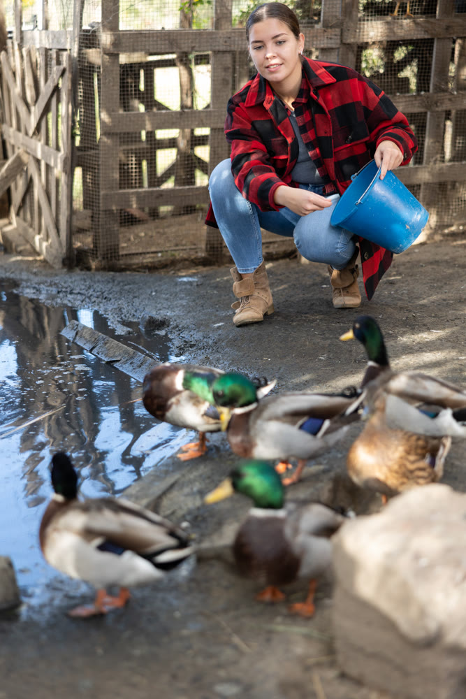 Female farmer feeds domestic ducks on shore of man-made pond in the backyard of farm