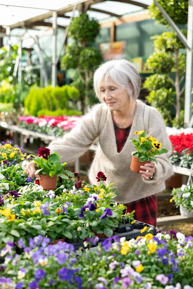 Mature woman landscape designer view contemplate and examines pansies plants