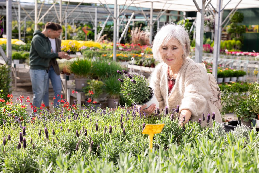 Senior woman is touched and mesmerized by dense and inflorescences of decorative half-shrub lavender