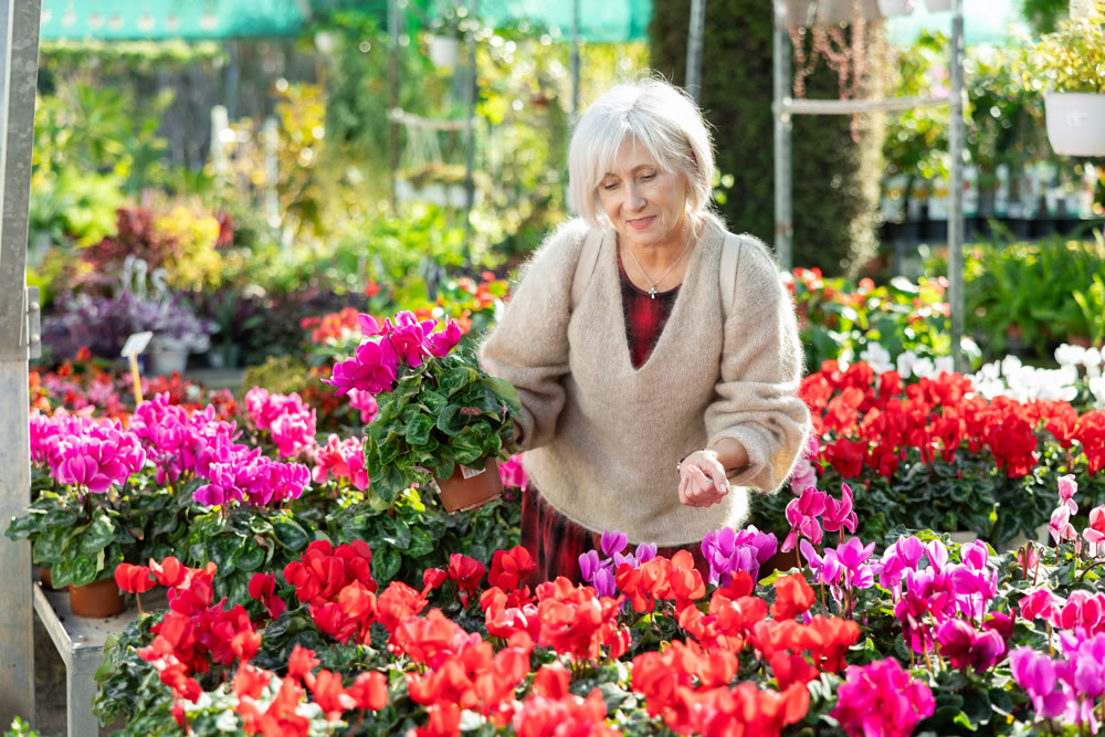 Mature female customer choosing potted cyclamen in container garden store