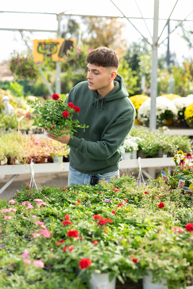 Flower market - guy chooses and buys flowers red verbena