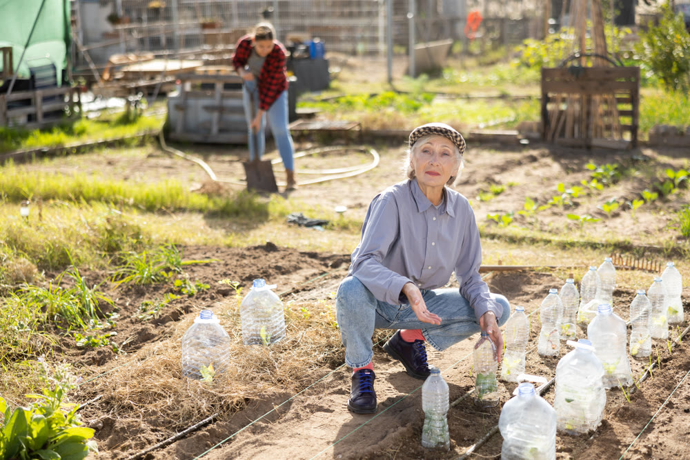 Skillful elderly woman farmer caring for cucumber seedlings under plastic bottles while working in garden during daytime in spring