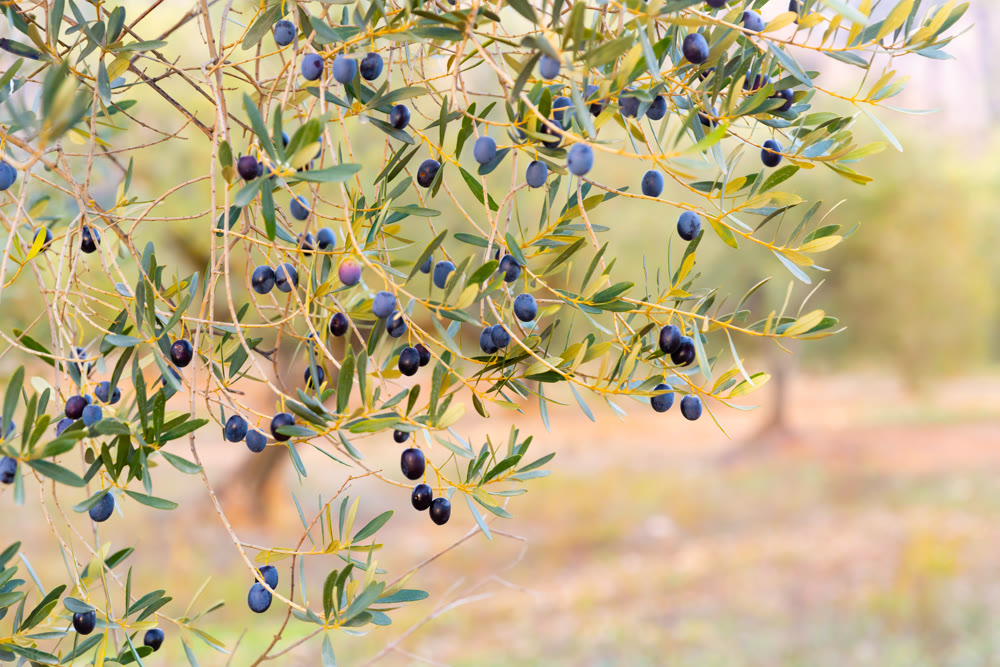 Closeup of olive tree branches with ripe black olives on plantation