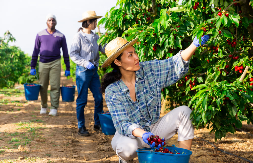 workers working at the cherry farm