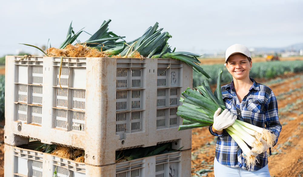 Woman farmer harvesting leeks and stacking them in boxes in field