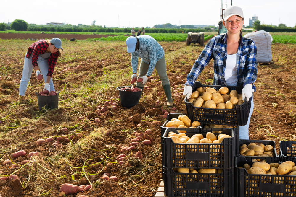 Woman farmer carrying crate with potato crop