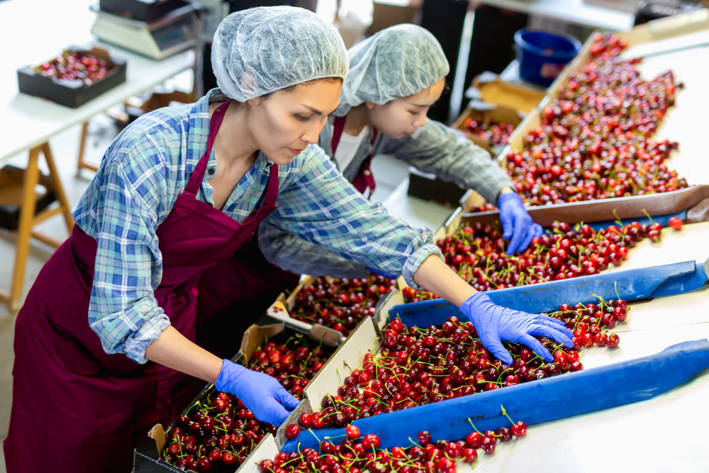 Women working on producing sorting line at fruit warehouse