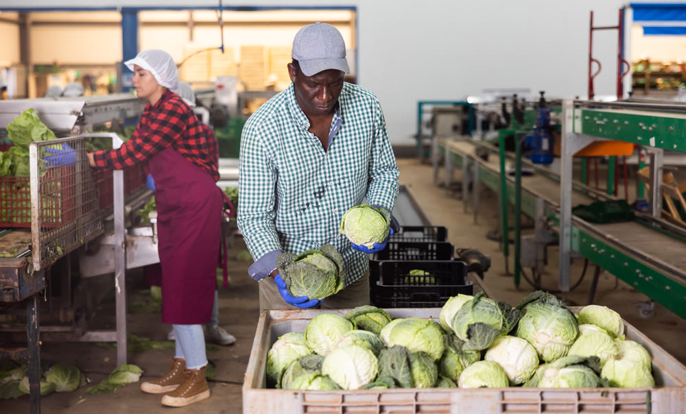 African american man inspects cabbage for freshness