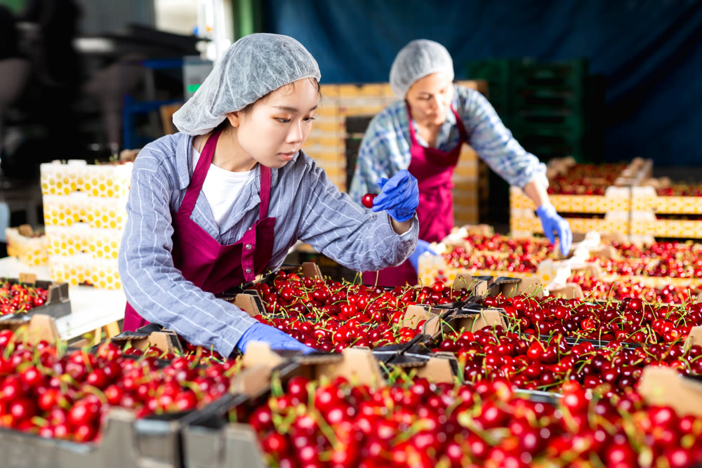 Women in cherry warehouse