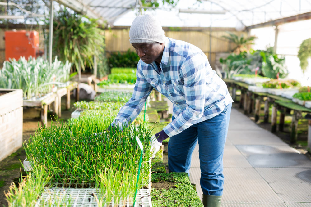 African american farmer is engaged in growing seedlings