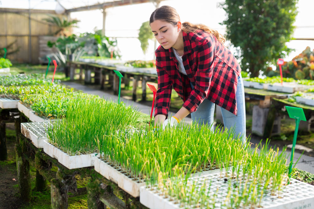 Hardworking young woman farmer takes seedlings out of cassettes