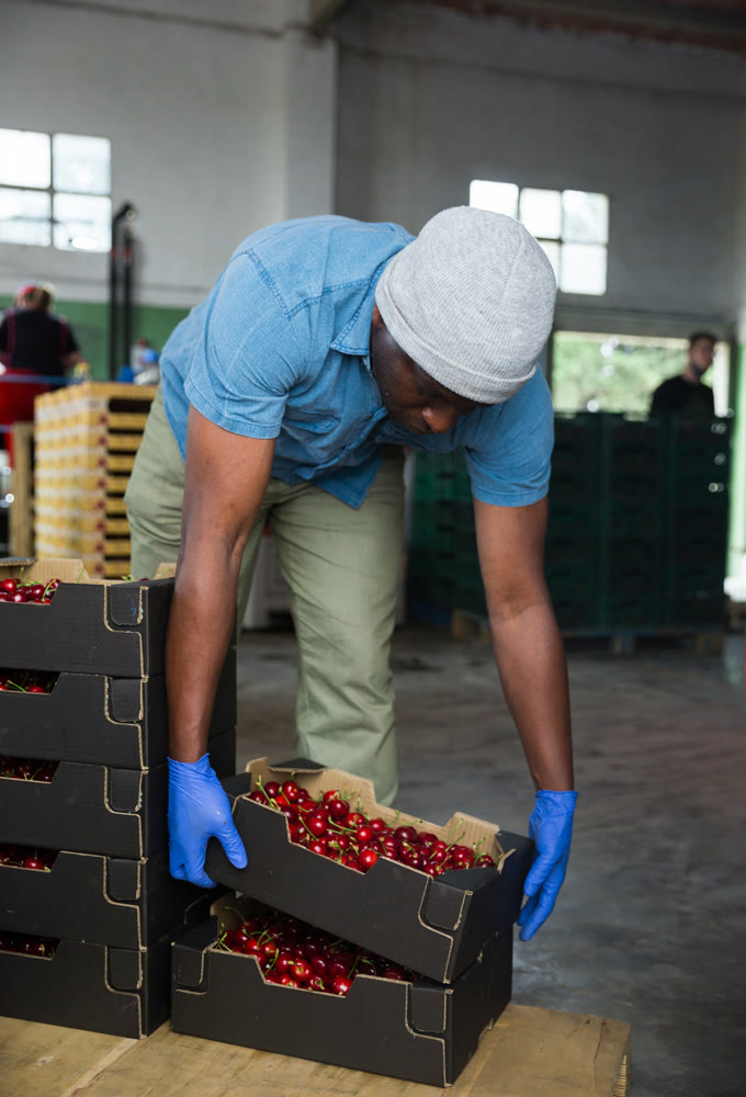 Man working in cherry warehouse