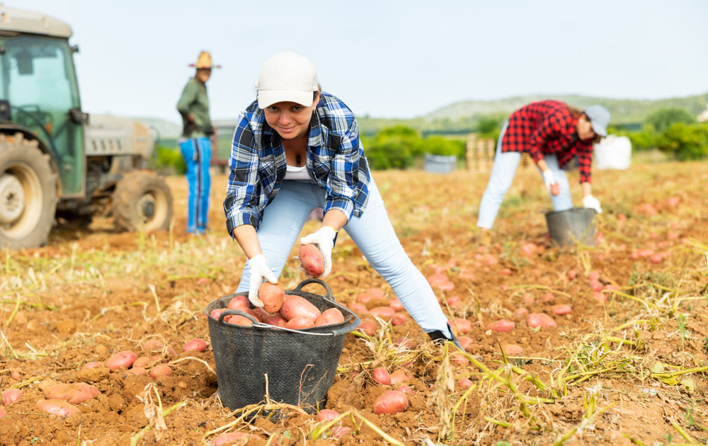 Portrait of woman farmer working on potato field at farm