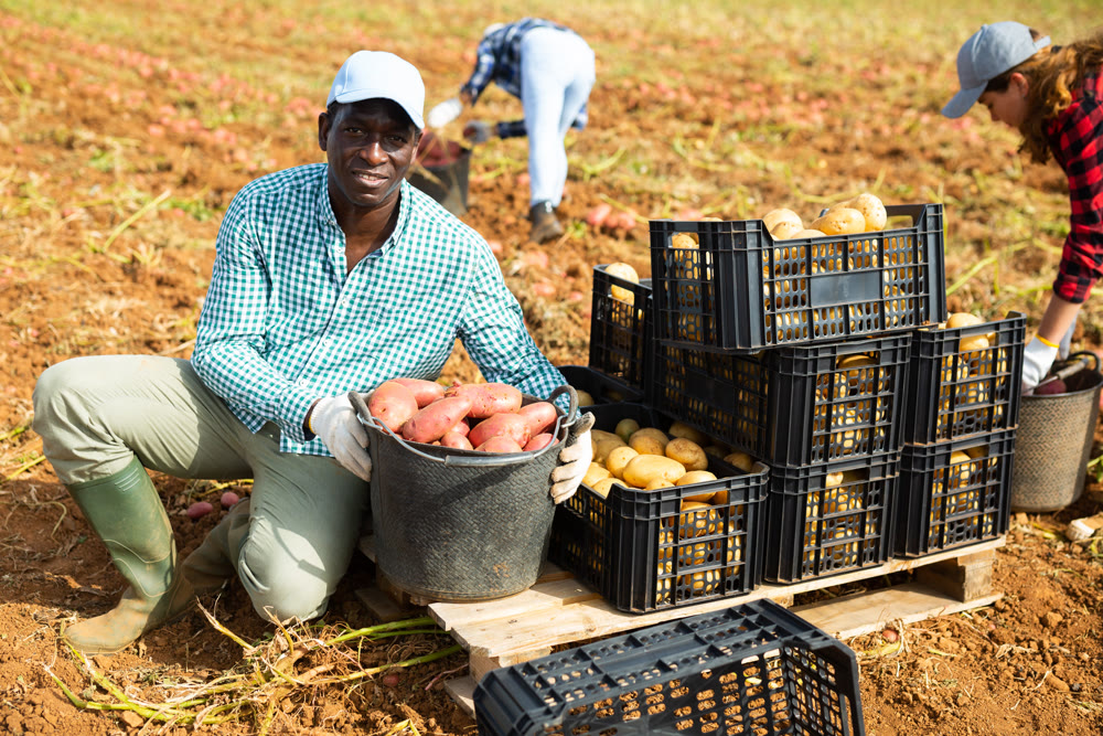 Portrait of positive farmer with potato crop