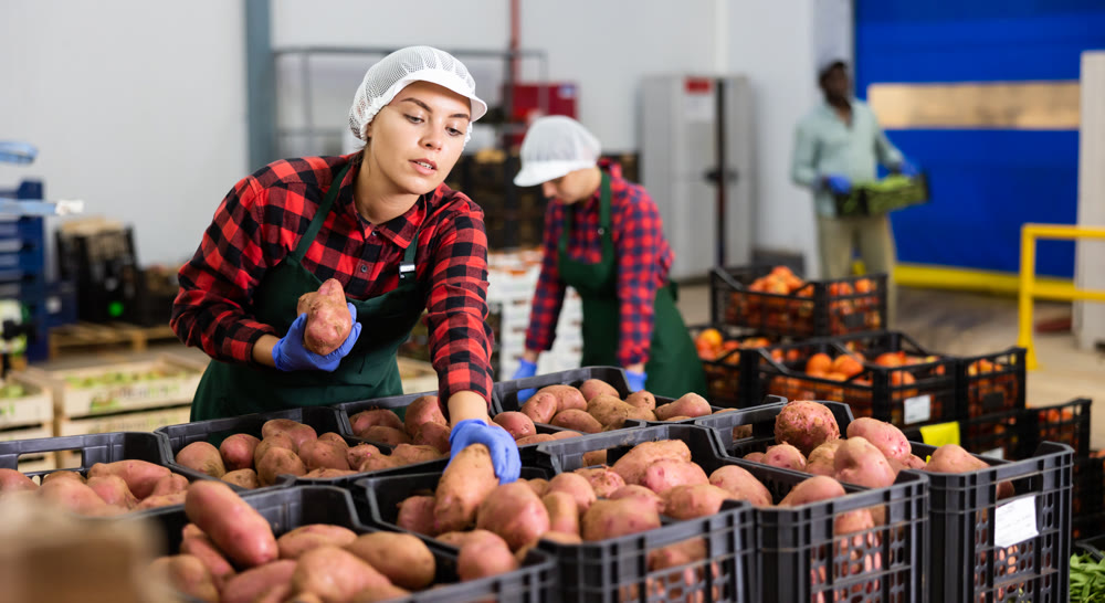 Warehouse worker checks the quality of harvested potato crop