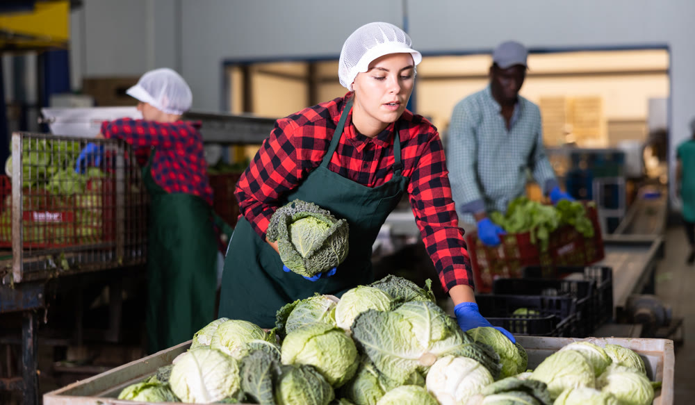 Young woman farmer inspects cabbage from crates